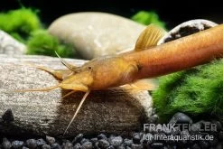 Cerinum-Wels, Amblyceps Cerinum -Aquariumladen = das Beste. Cerinum Wels Amblyceps cerinum 1 1