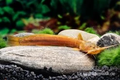 Cerinum-Wels, Amblyceps Cerinum -Aquariumladen = das Beste. Cerinum Wels Amblyceps cerinum 3