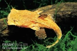 Großmaulwels, Chaca Chaca