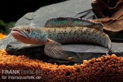 True Blue Schlangenkopf, Channa Sp. „True Blue Snakehead“