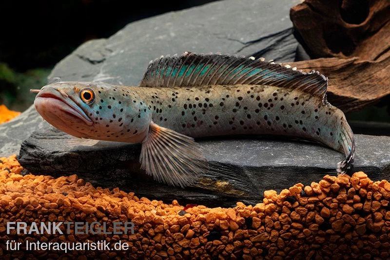 True Blue Schlangenkopf, Channa Sp. „True Blue Snakehead“ 3 True Blue Schlangenkopf, Channa Sp. „True Blue Snakehead“