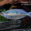 Gestreifter Regenbogenfisch, Chilatherina Fasciata, 5 Tiere -Aquariumladen = das Beste. Chilatherina fasciata gestreifter regenbogenfisch