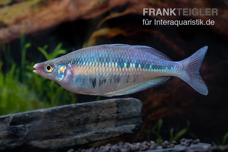 Gestreifter Regenbogenfisch, Chilatherina Fasciata, 5 Tiere 3 Gestreifter Regenbogenfisch, Chilatherina Fasciata, 5 Tiere