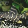 Clown-Pleco (L 104), Panaqolus Maccus (L 104) -Aquariumladen = das Beste. Clown Pleco L 104 Panaqolus maccus