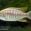 Copadichromis Virginalis Yellow Crest, DNZ -Aquariumladen = das Beste. Copadichromis virginalis Yellow Crest