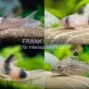 15x Panzerwels Im Mix, Corydoras Sp. -Aquariumladen = das Beste. Corydoras Mix
