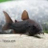 Schwarzer Metallpanzerwels, Corydoras Aeneus BLACK VENEZUELA, DNZ! 1 Schwarzer Metallpanzerwels, Corydoras Aeneus BLACK VENEZUELA, DNZ! -Aquariumladen = das Beste. Corydoras aeneus BLACK VENEZUELA