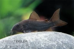 Schwarzer Metallpanzerwels, Corydoras Aeneus BLACK VENEZUELA, DNZ! 6 Schwarzer Metallpanzerwels, Corydoras Aeneus BLACK VENEZUELA, DNZ! -Aquariumladen = das Beste. Corydoras aeneus BLACK VENEZUELA 14