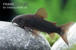 Schwarzer Metallpanzerwels, Corydoras Aeneus BLACK VENEZUELA, DNZ! 7 Schwarzer Metallpanzerwels, Corydoras Aeneus BLACK VENEZUELA, DNZ! -Aquariumladen = das Beste. Corydoras aeneus BLACK VENEZUELA 6