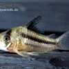 Axelrods Panzerwels, Corydoras Axelrodi -Aquariumladen = das Beste. Corydoras axelrodi