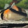Kupferfleck-Panzerwels, Corydoras Duplicareus -Aquariumladen = das Beste. Corydoras duplicareus