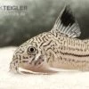 Dreibinden-Panzerwels, Corydoras Trilineatus -Aquariumladen = das Beste. Corydoras trilineatus dreibindenpanzerwels