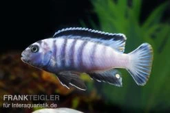 Sechsstreifen-Tilapia, Cynotilapia Afra "Jalo Reef", DNZ -Aquariumladen = das Beste. Cynotilapia afra 2
