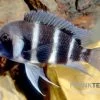 Beulenkopf-Cichlide Blue Mpimbwe, Cyphotilapia Frontosa Blue Mpimbwe -Aquariumladen = das Beste. Cyphotilapia frontosa Mpimbwe
