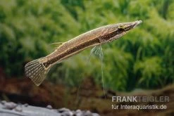 Diamant-Hechtkopf, Luciocephalus Aura 6 Diamant-Hechtkopf, Luciocephalus Aura -Aquariumladen = das Beste. Diamant Hechtkopf Luciocephalus aura neu 1