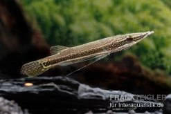 Diamant-Hechtkopf, Luciocephalus Aura 7 Diamant-Hechtkopf, Luciocephalus Aura -Aquariumladen = das Beste. Diamant Hechtkopf Luciocephalus aura neu 2