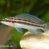 Dickfelds Schlankcichlide, Julidochromis Dickfeldi -Aquariumladen = das Beste. Dickfelds schlankcichlide Julidochromis dickfeldi