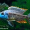 Rotbrust-Messerbuntbarsch, Dimidiochromis Strigatus, DNZ -Aquariumladen = das Beste. Dimidiochromis strigatus 1 6