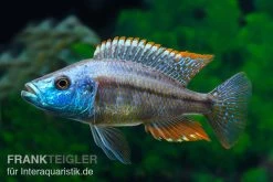 Rotbrust-Messerbuntbarsch, Dimidiochromis Strigatus, DNZ
