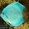 Diskusfisch ASIA-NZ, Symphysodon Discus Cobalt Blue 1 Diskusfisch ASIA-NZ, Symphysodon Discus Cobalt Blue -Aquariumladen = das Beste. Discus Cobalt blue 2