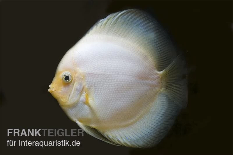 Diskusfisch ASIA-NZ, Symphysodon Discus White Diamond 5 Diskusfisch ASIA-NZ, Symphysodon Discus White Diamond – Bild 3