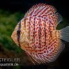 Diskusfisch ASIA-NZ, Symphysodon Discus Leopard 2 Diskusfisch ASIA-NZ, Symphysodon Discus Leopard -Aquariumladen = das Beste. Diskusfisch ASIA NZ Symphysodon discus Leopard 1