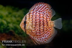 Diskusfisch ASIA-NZ, Symphysodon Discus Leopard