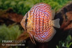 Diskusfisch ASIA-NZ, Symphysodon Discus Leopard -Aquariumladen = das Beste. Diskusfisch ASIA NZ Symphysodon discus Leopard 3