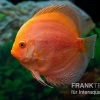 Diskusfisch ASIA-NZ, Symphysodon Discus Red Panda 2 Diskusfisch ASIA-NZ, Symphysodon Discus Red Panda -Aquariumladen = das Beste. Diskusfisch ASIA NZ Symphysodon discus Red Panda 1