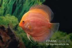 Diskusfisch ASIA-NZ, Symphysodon Discus Red Panda -Aquariumladen = das Beste. Diskusfisch ASIA NZ Symphysodon discus Red Panda 2