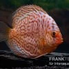 Diskusfisch ASIA-NZ, Symphysodon Discus Snake Skin Red Spotted -Aquariumladen = das Beste. Diskusfisch Symphysodon aequifasciatus 01 Snake Skin Red spotted 5