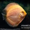 Diskusfisch ASIA-NZ, Symphysodon Discus Ghost (Golden Dragon) -Aquariumladen = das Beste. Diskusfisch Symphysodon aequifasciatus 03 Ghost