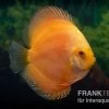 Diskusfisch ASIA-NZ, Symphysodon Discus Gold Master (Siam Gold) 1 Diskusfisch ASIA-NZ, Symphysodon Discus Gold Master (Siam Gold) -Aquariumladen = das Beste. Diskusfisch Symphysodon aequifasciatus 04a Gold Master 1
