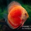 Diskusfisch ASIA-NZ, Symphysodon Discus Marlboro Red -Aquariumladen = das Beste. Diskusfisch Symphysodon aequifasciatus 07 Marlboro red 7