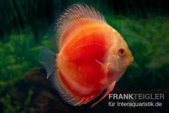 Diskusfisch ASIA-NZ, Symphysodon Discus Marlboro Red