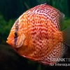 Diskusfisch ASIA-NZ, Symphysodon Discus Red Dragon