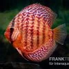 Diskusfisch ASIA-NZ, Symphysodon Discus Red Turquoise (Red Royal) 2 Diskusfisch ASIA-NZ, Symphysodon Discus Red Turquoise (Red Royal) -Aquariumladen = das Beste. Diskusfisch Symphysodon aequifasciatus 10 Red turquoise 16