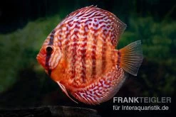 Diskusfisch ASIA-NZ, Symphysodon Discus Red Turquoise (Red Royal)