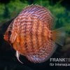Diskusfisch ASIA-NZ, Symphysodon Discus Snake Skin -Aquariumladen = das Beste. Diskusfisch Symphysodon aequifasciatus 12 Snake Skin 2