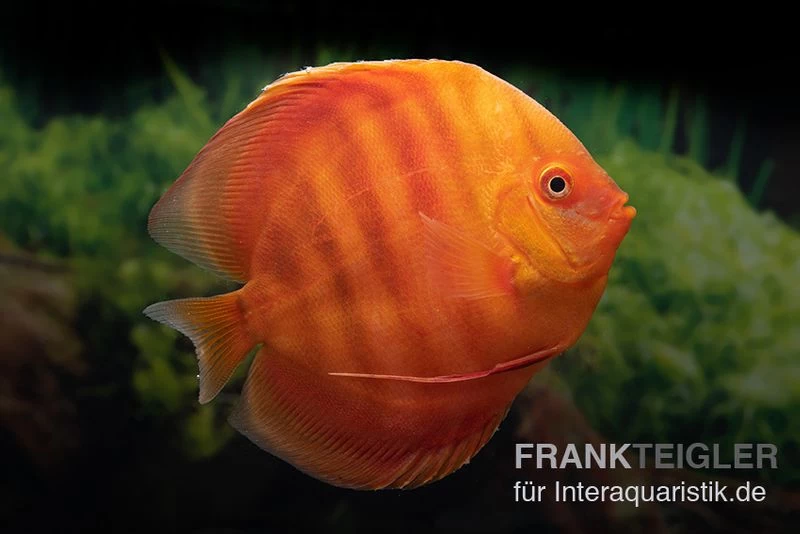 Diskusfisch ASIA-NZ, Symphysodon Discus Solid Red (San Merah) 3 Diskusfisch ASIA-NZ, Symphysodon Discus Solid Red (San Merah)