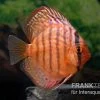 Diskusfisch ASIA-NZ, Symphysodon Discus Super Turquoise (Purple Turquoise)