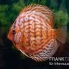 Diskusfisch ASIA-NZ, Symphysodon Discus Red Eagle Turquoise