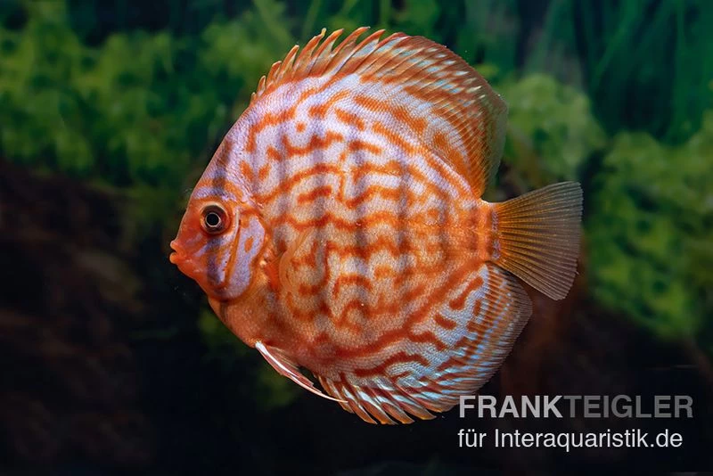 Diskusfisch ASIA-NZ, Symphysodon Discus Red Eagle Turquoise 3 Diskusfisch ASIA-NZ, Symphysodon Discus Red Eagle Turquoise