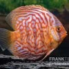 Diskusfisch ASIA-NZ, Symphysodon Discus Red Diamond 1 Diskusfisch ASIA-NZ, Symphysodon Discus Red Diamond -Aquariumladen = das Beste. Diskusfisch Symphysodon aequifasciatus 16 Red diamond 2