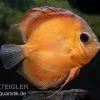 Diskusfisch ASIA-NZ, Symphysodon Discus Rose Red