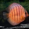 Diskusfisch ASIA-NZ, Symphysodon Discus Super Red Turquoise -Aquariumladen = das Beste. Diskusfisch Symphysodon aequifasciatus 19 Super red turquoise 12