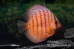 Diskusfisch ASIA-NZ, Symphysodon Discus Super Red Turquoise