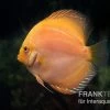 Diskusfisch ASIA-NZ, Symphysodon Discus Yellow & White Daimond 2 Diskusfisch ASIA-NZ, Symphysodon Discus Yellow & White Daimond -Aquariumladen = das Beste. Diskusfisch Symphysodon aequifasciatus 20 Yellow white Diamond