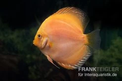 Diskusfisch ASIA-NZ, Symphysodon Discus Yellow & White Daimond