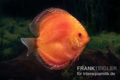 Diskusfisch ASIA-NZ, Symphysodon Discus Super Red Pigeon Blood